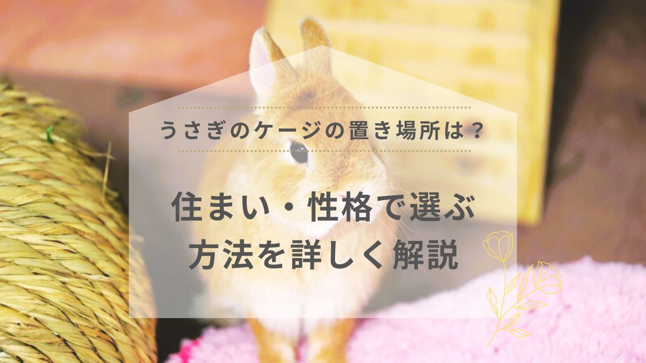 うさぎのケージの置き場所は？住まい・性格で選ぶ方法を詳しく解説