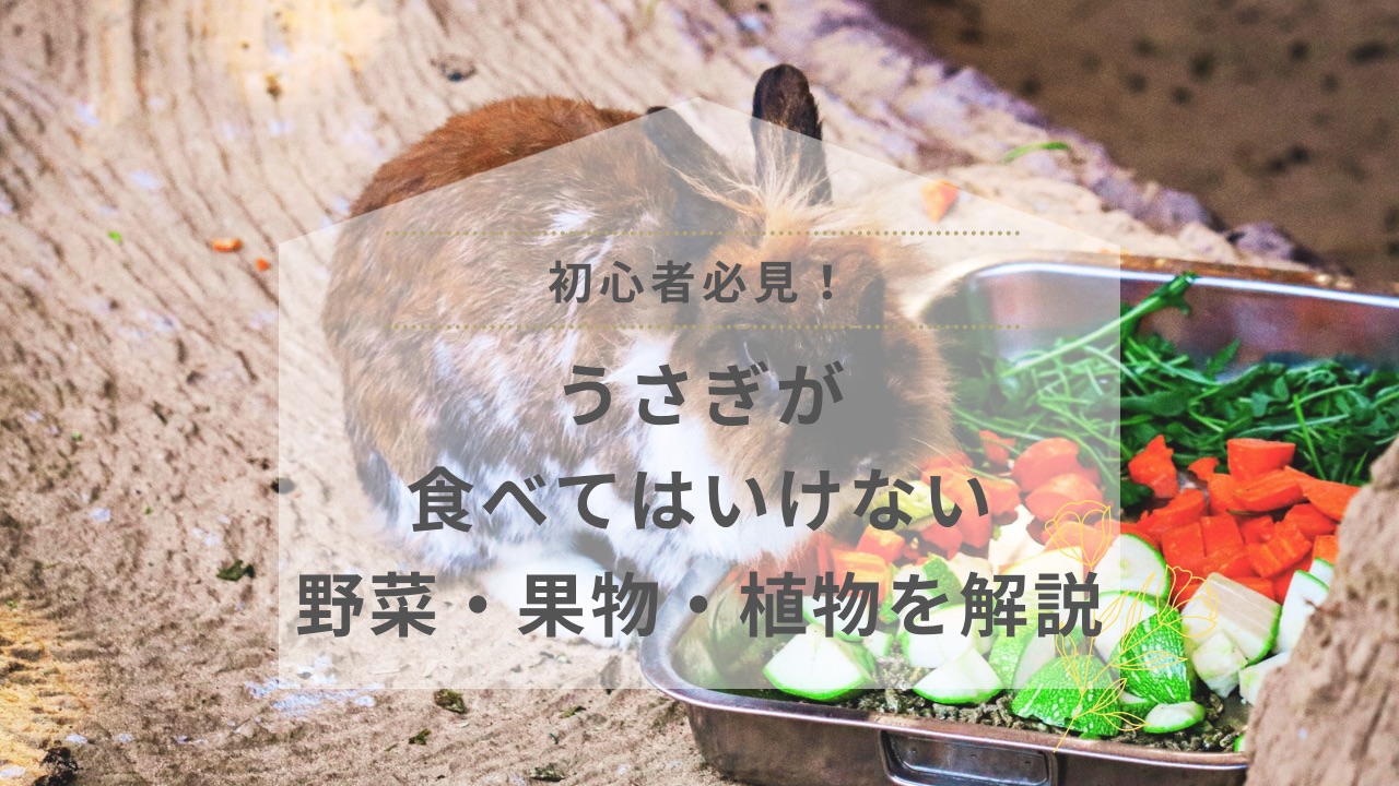 初心者必見！うさぎが食べてはいけない野菜・果物・植物を解説