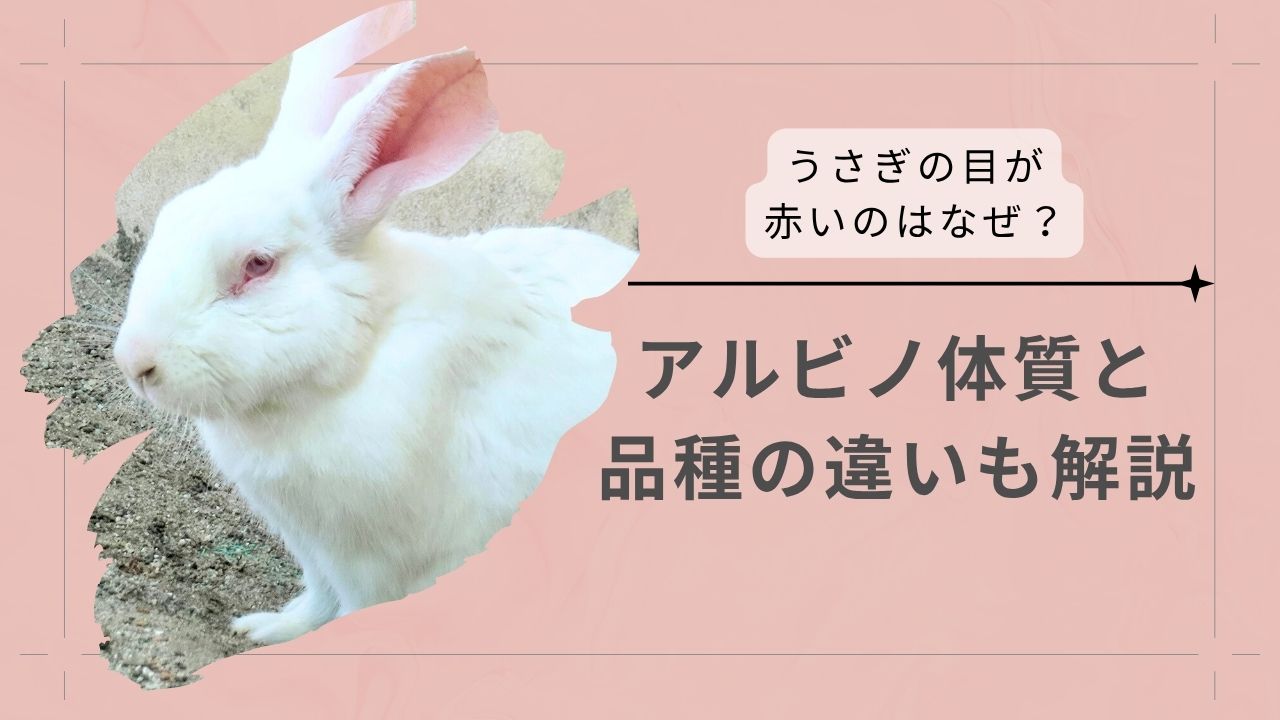 うさぎの目が赤いのはなぜ？アルビノ体質と品種の違いも解説