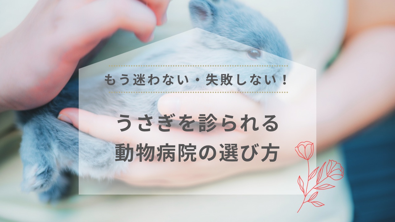 もう迷わない・失敗しない！うさぎを診られる動物病院の選び方