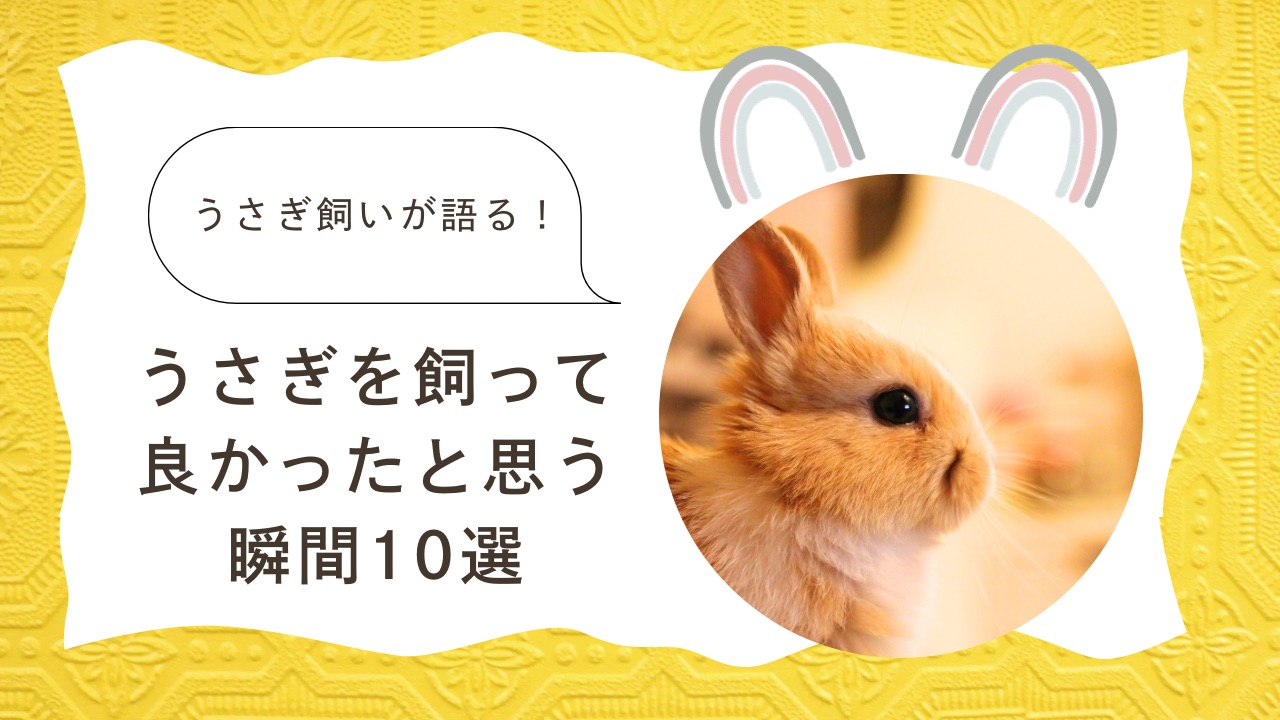 うさぎ飼いが語る！うさぎを飼って良かったと思う瞬間10選