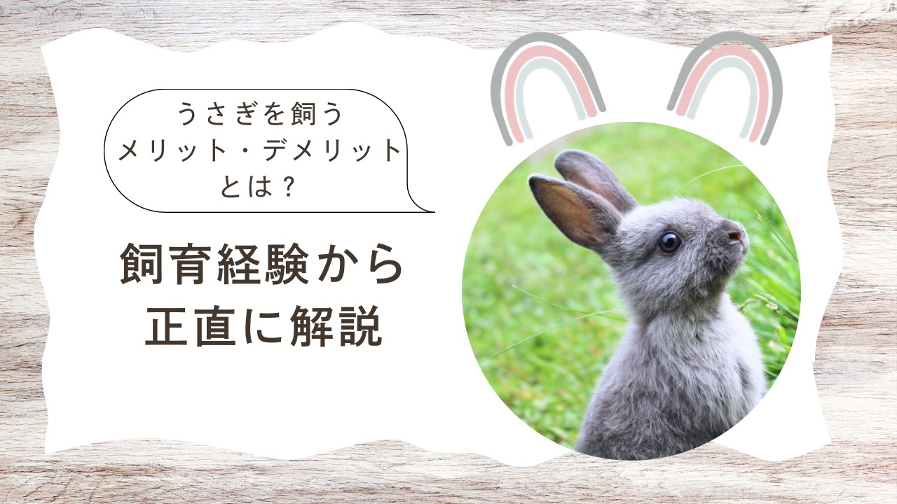 うさぎを飼うメリット・デメリットとは？飼育経験から正直に解説