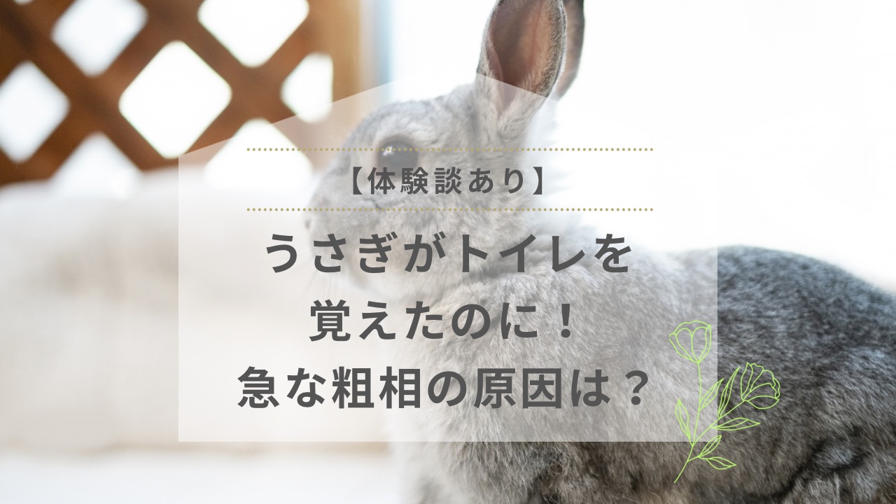 【体験談あり】うさぎがトイレを覚えたのに！急な粗相の原因は？