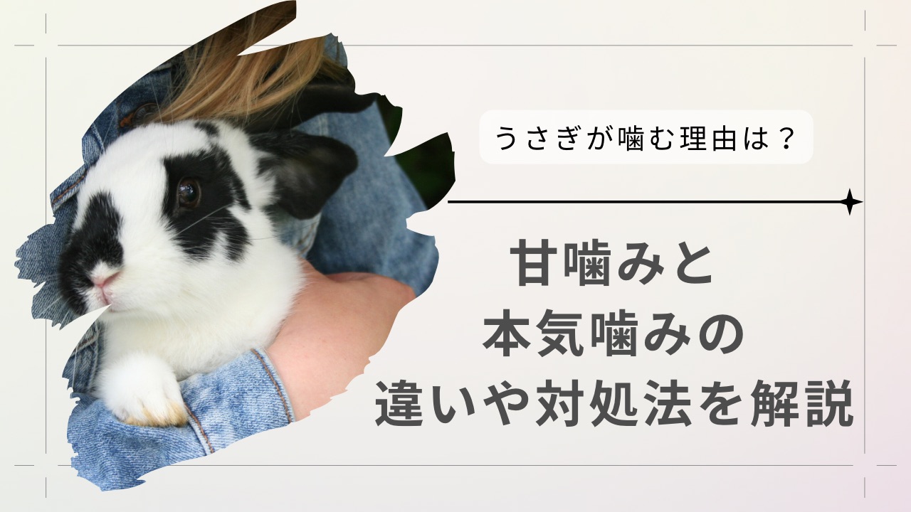 うさぎが噛む理由は？甘噛みと本気噛みの違いや対処法を解説