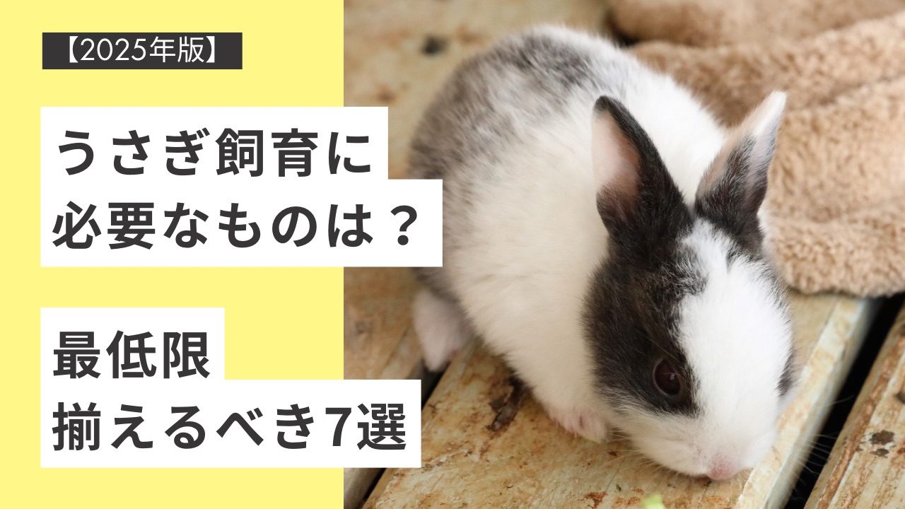 【2025年版】うさぎ飼育に必要なものは？最低限揃えるべき7選