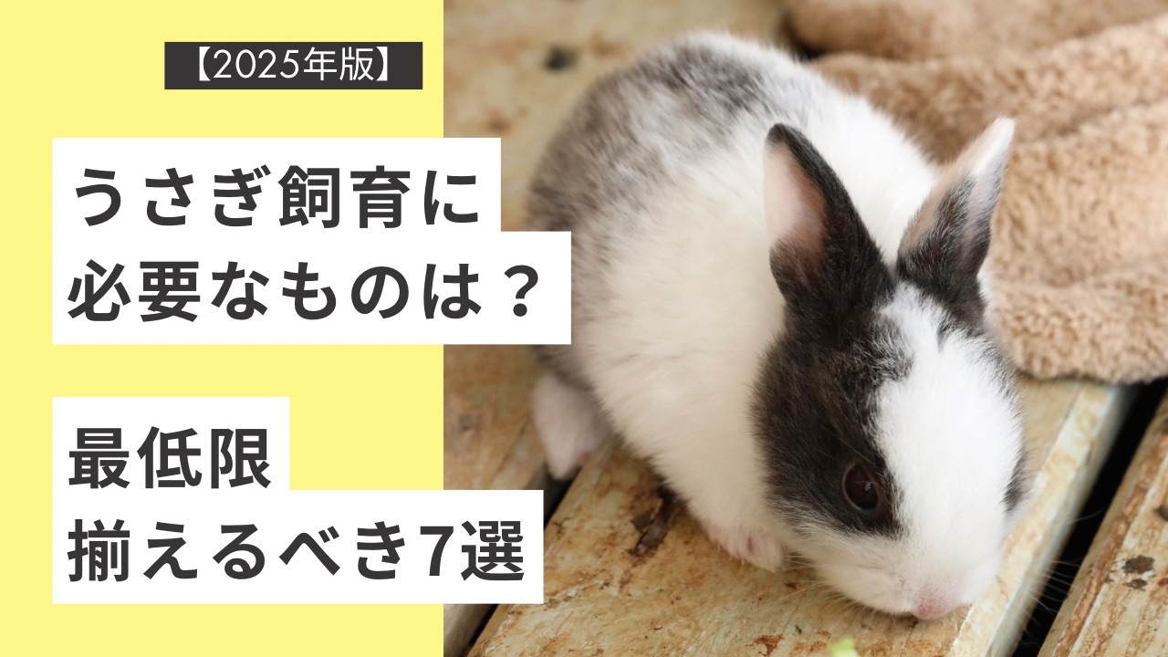 【2025年版】うさぎ飼育に必要なものは？最低限揃えるべき7選