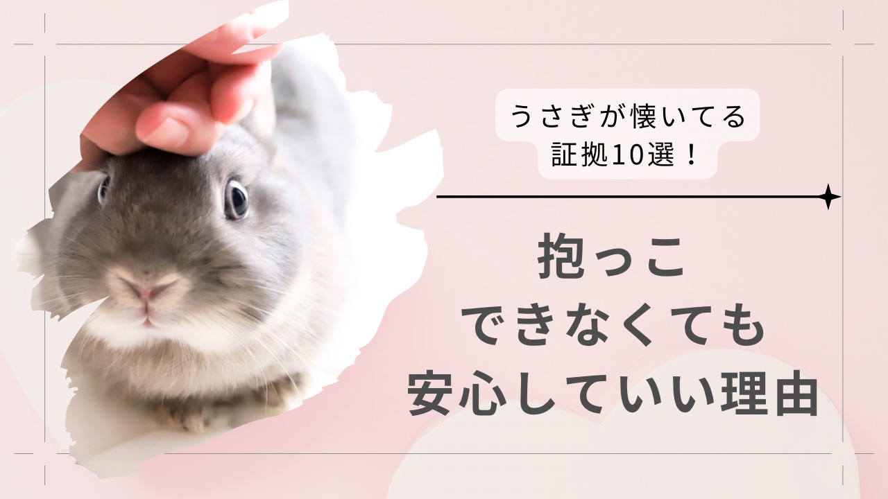 うさぎが懐いてる証拠10選！抱っこできなくても安心していい理由
