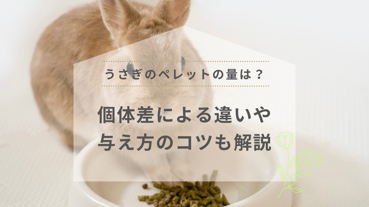 うさぎのペレットの量は？個体差による違いや与え方のコツも解説