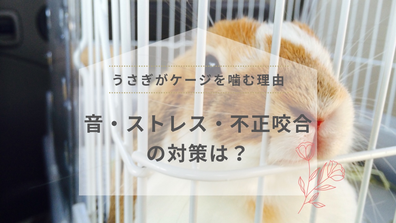 うさぎがケージを噛む理由｜音・ストレス・不正咬合の対策は？