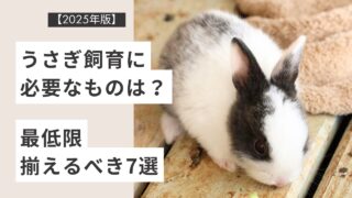 【2025年版】うさぎ飼育に必要なものは？最低限揃えるべき7選