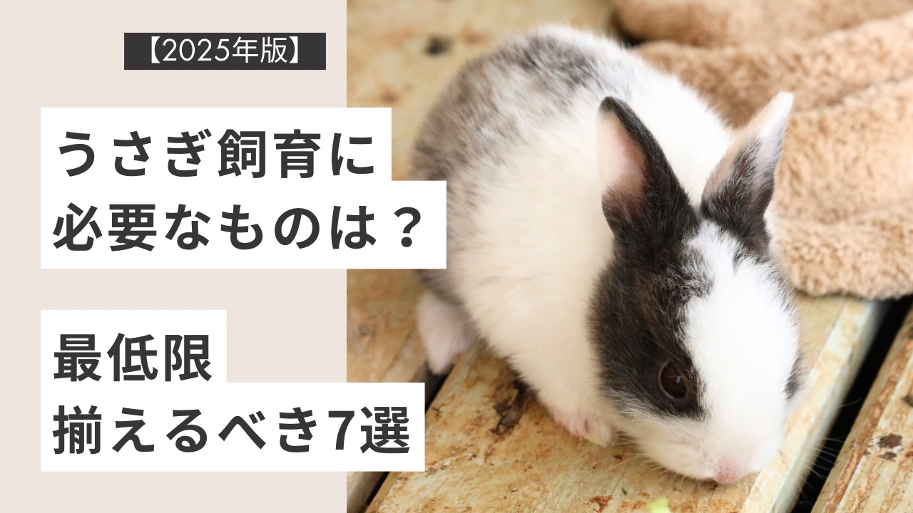 【2025年版】うさぎ飼育に必要なものは？最低限揃えるべき7選