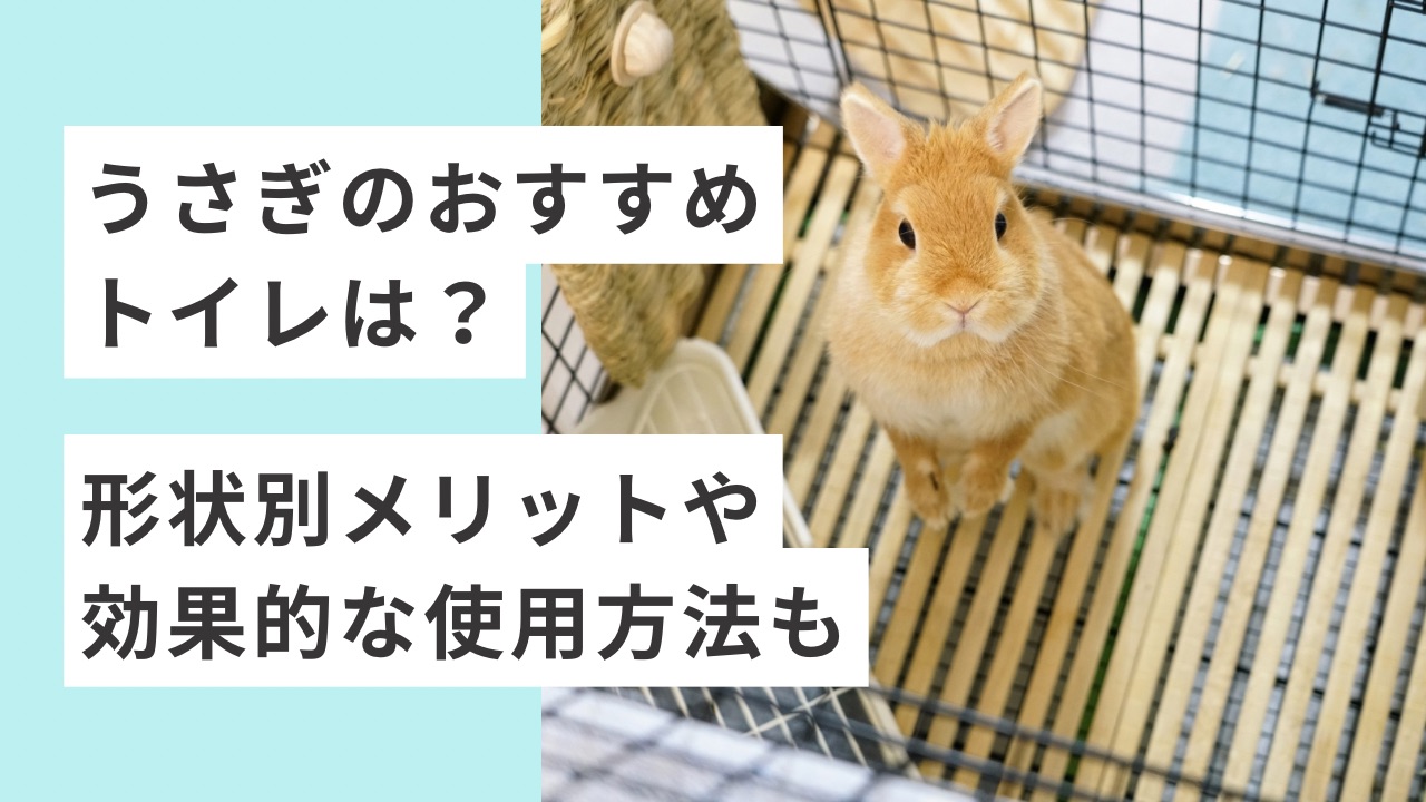 うさぎのおすすめトイレは？形状別メリットや効果的な使用方法も