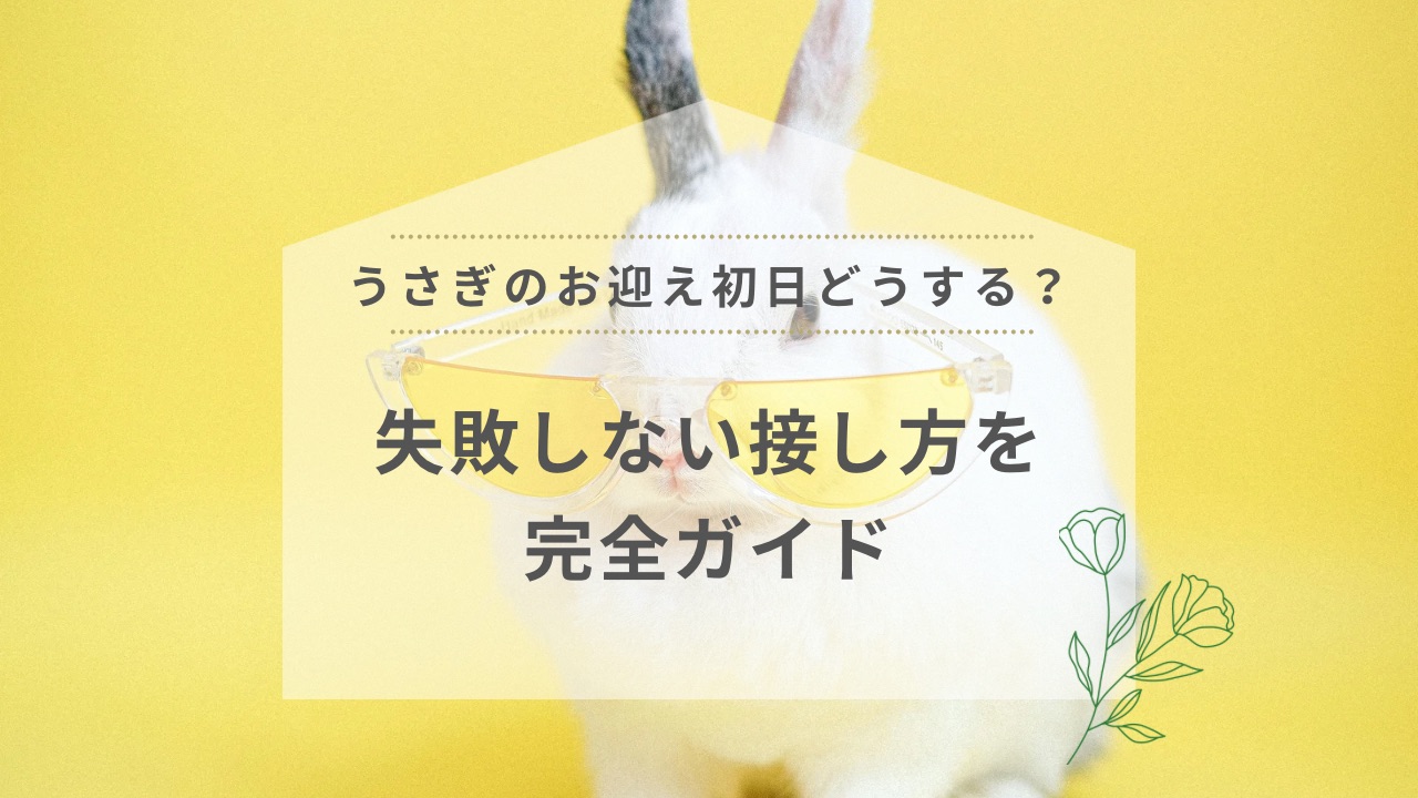 うさぎのお迎え初日どうする？失敗しない接し方を完全ガイド