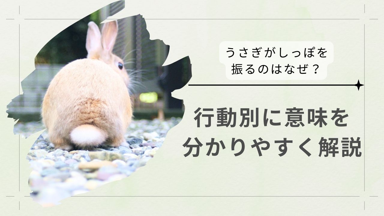 うさぎがしっぽを振るのはなぜ？行動別に意味を分かりやすく解説