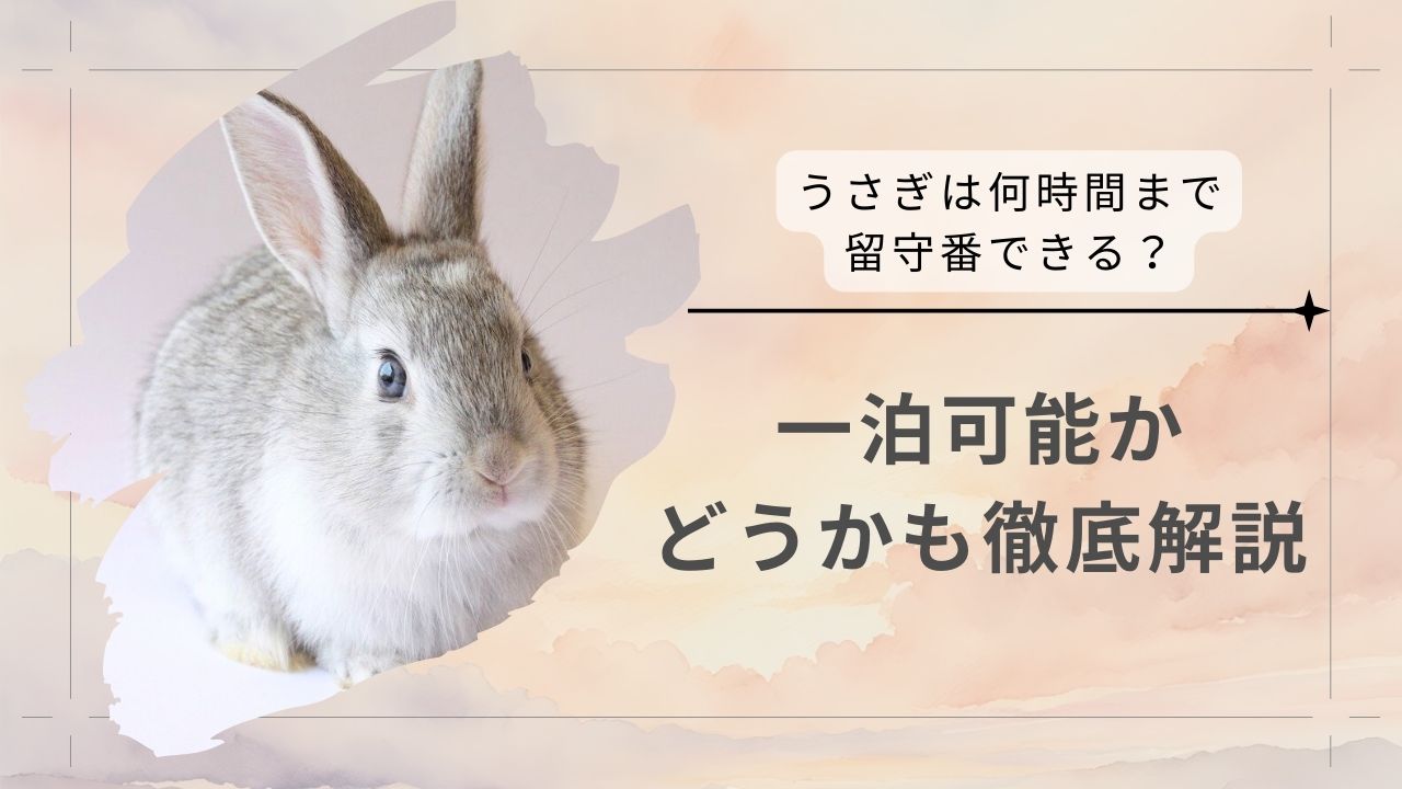 うさぎは何時間まで留守番できる？一泊可能かどうかも徹底解説