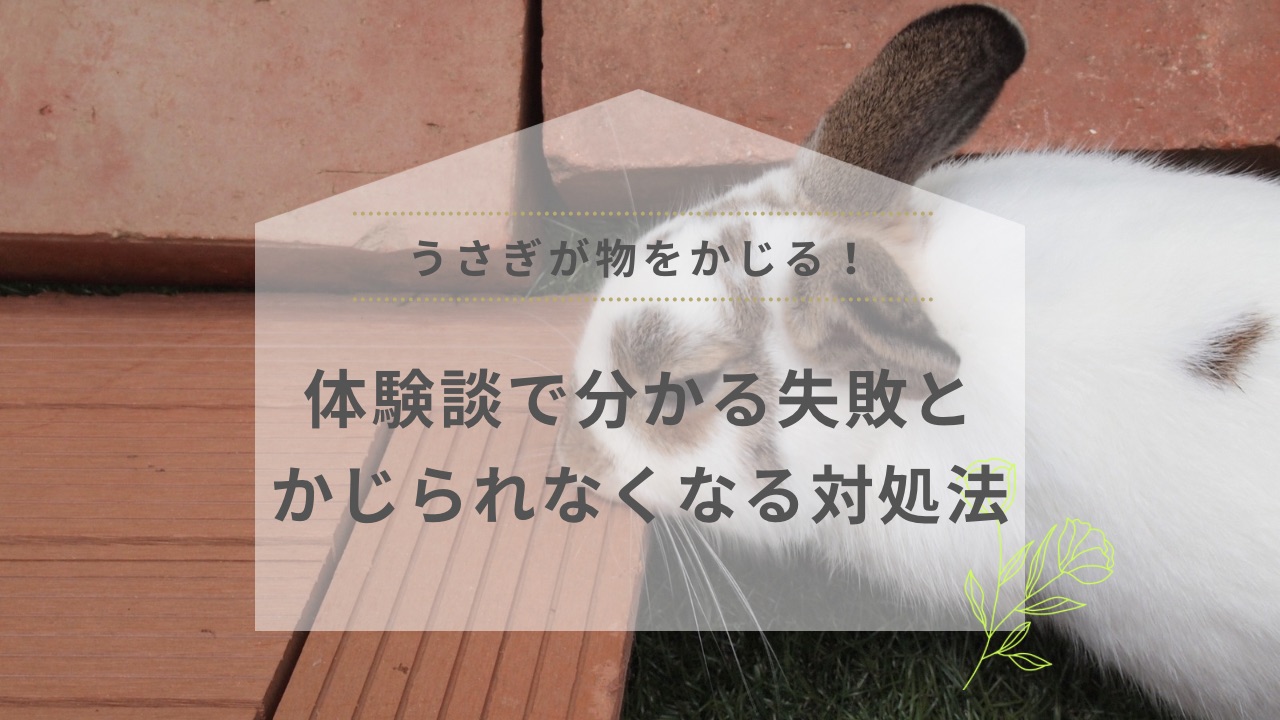 うさぎが物をかじる！体験談で分かる失敗とかじられなくなる対処法